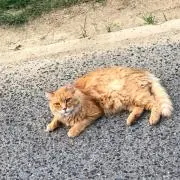 こ先生