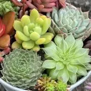 きのこの画像