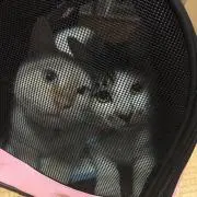 のんぷぅ～！