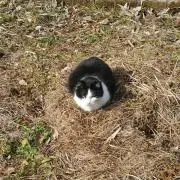 なおじん