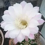 みつの画像
