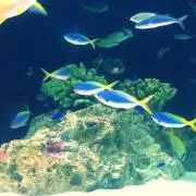 ともちゃんの画像