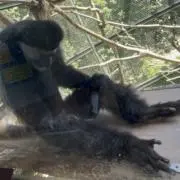 もんもん