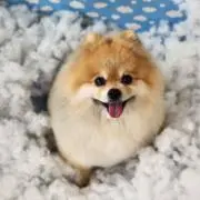 りおちゃんの画像