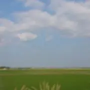 たらお