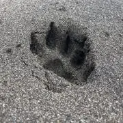 ぽんちゃんの画像