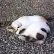 めのなの画像