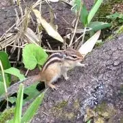 ちっぷの画像