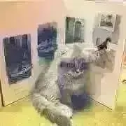 maruhiの画像