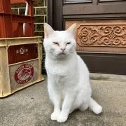 mikan1234の画像