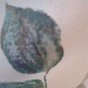 よもぎ団子の画像