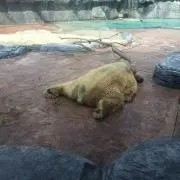 みぎょりん