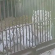 Sesaの画像