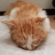 けろみん