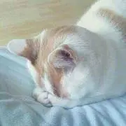 chatamomo