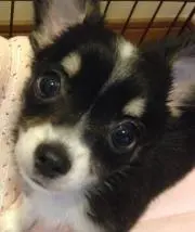 ハル