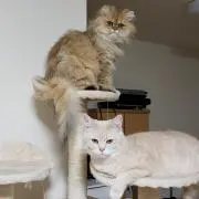 まさの画像
