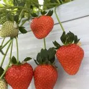 ひらめ