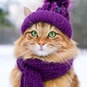 ぬこ