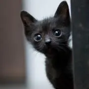 Chatnoir*プロフ必読