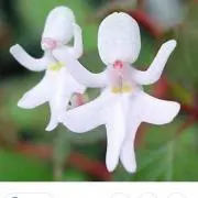 メルオの画像
