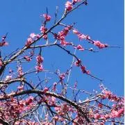 モフモフの画像