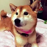 あんず
