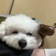 ちゃその画像