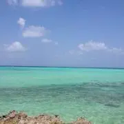 たまの画像