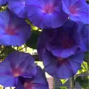 あさがおの画像