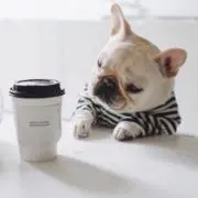 Kittの画像