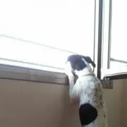 ponkenの画像
