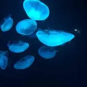 ゾノの画像