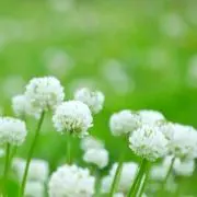 シロツメクサの画像