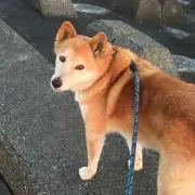 銀太