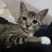増元源