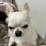 恭輔