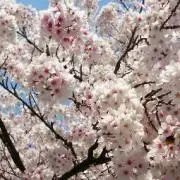 あじゃ
