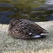 カモガモ