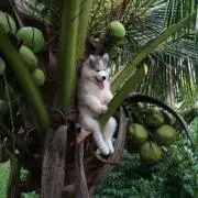ハンカチの画像