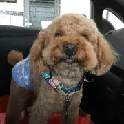 cocoaの画像