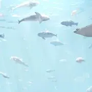 トリノコ