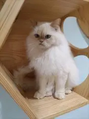 ちこりーた♡
