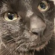 りんの画像