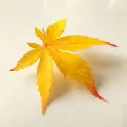 Yukiの画像