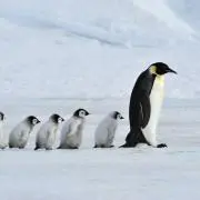 Felisの画像