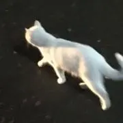 あいの画像