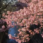 あぐの画像