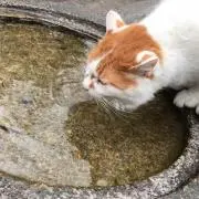 わんいち
