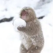 しろくま